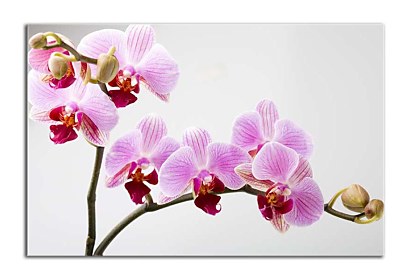 Fototapeta Orchid  bloom 24831